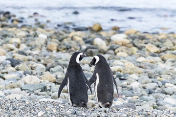 Fototapeta premium Magellanic penguins on Magdalena island in Patagonia, Chile, South America