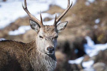 A close up landscape image of a Red Deer Stag, Cervus elaphus.