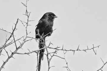 Black Bird