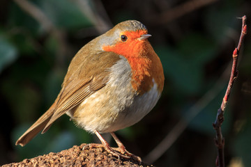 Robin 2
