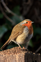 Robin 1