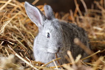 Obraz premium Little grey rabbit on dry grass (straw)