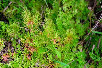 Fern leaf in the forest