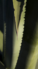 Naklejka premium Cactus