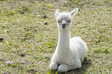 Full white llama (Lama glama) baby in Chile