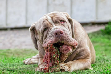 Young Neapolitan Mastiff Dog Eat A Raw Bone