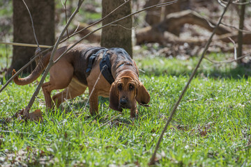 Bloodhound wearing a harness and tracking - obrazy, fototapety, plakaty
