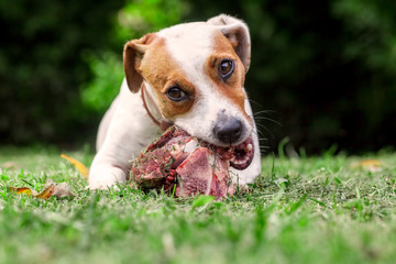 Young Jack Russell Terrier Dog Eat A Raw Bone