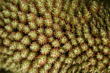 Plant Macro