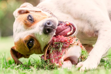 Jack Russell Terrier Young Dog Happily Chewing A Large Raw Bone - obrazy, fototapety, plakaty