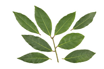 Bay leaves