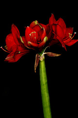 red amaryllis flower on black background