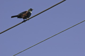 One tui bird rests on electric wires passing diagonally trough the frame. It is isolated against a perfect clear blue sky, and bright sunlight makes its metallic plumage shine.