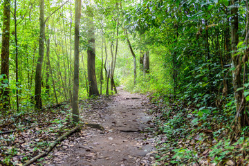 tourism trail in the woods in Phu Hin Rong Kla National Park, Ph