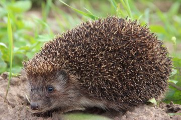 hedgehog, animal, wild