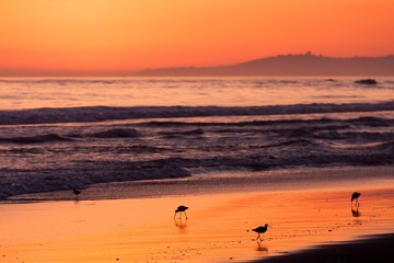 Birds walking on Pacific beach during colorful sunset