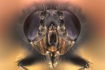 Extreme larger head green housefly, side view