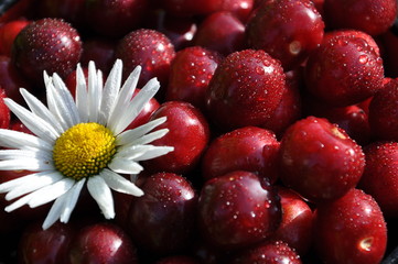 Ягоды черешни