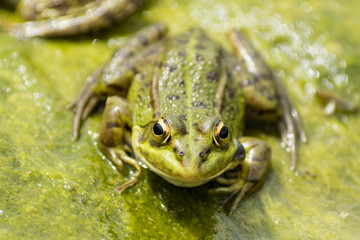 Iberian Green Frog ( Pelophylax perezi )