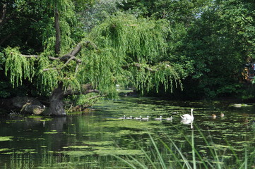 St. James's Park - Londra