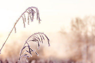 plant branch in snow at sunset