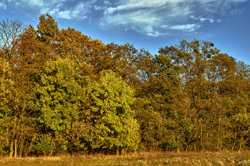 Fototapeta premium Meadow and birch grove in autumn .