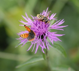 small copper