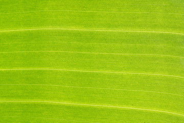 Green banana leaf background backlit texture macro detail, stalk leaf-ribs vein