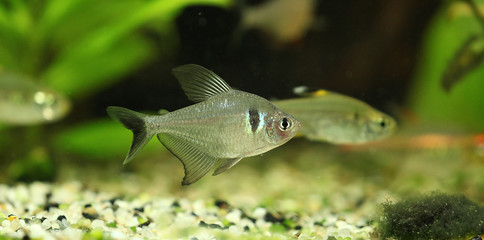 Fototapeta premium Megalopterus Hyphessobrycon