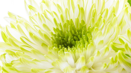 Chrysantheme