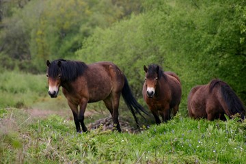 exmoor ponies