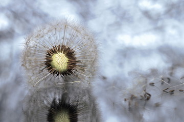 Dandelion clock