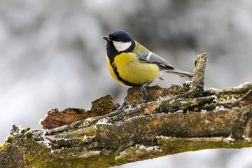 Bird sitting on a tree branch.