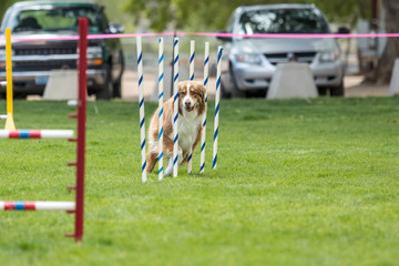 Dog in an agility competition set up in a green grassy park