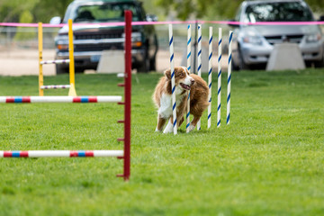 Dog in an agility competition set up in a green grassy park