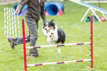 Naklejka na ściany i meble Dog in an agility competition set up in a green grassy park