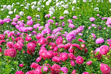 Flowerbed of multi-colored asters. Focus on a red flower. Shallo