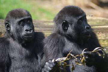 Was passiert da? Menschenaffen schauen genau hin