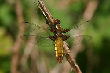 broad bodied chaser