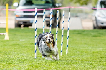 Dog in an agility competition set up in a green grassy park