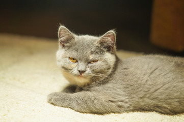 gray cat with yellow eyes