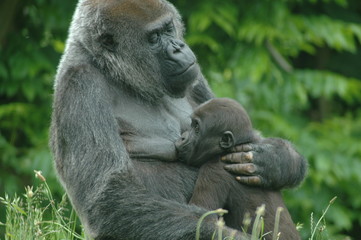 Die Schönheit des Stillens. Menschenaffen unter sich