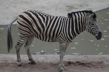 Fototapeta na wymiar Streifen in schwarz und weiß. Zebra vor Tümpel auf Sand