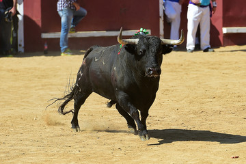 toro
