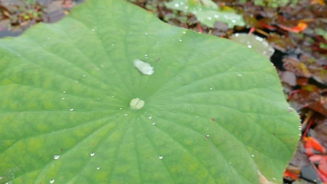 water drop moving on the lotus leaf 