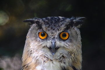 Tiefer Blick. Neugierige Eule