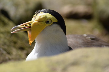 Guck mal, wer da guckt. Vogel mit Lappen im Gesicht und schwarzer Haube