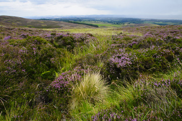 A landscape of grouse habitat on moorland on the Glenalmond Estate in Perthshire, Scotland UK