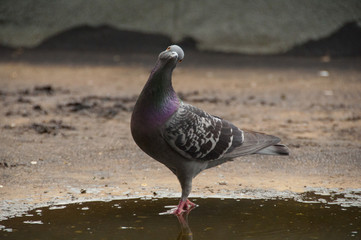 Grey Pigeon ( Columba livia ) in Perthshire, Scotland, UK