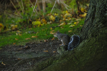 Grey squirrel in North Inch Park Perth Scotland UK